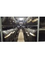 Pirelli PZero TM apie 8mm , Vasarinės